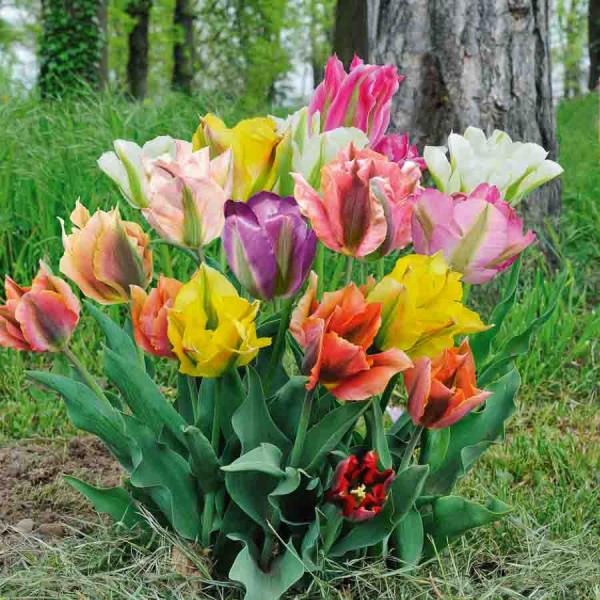 Bulbes à fleurs à planter à l'automne - Tulipe Viridiflora Viridiflora en Mélange (x8) - face recto